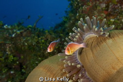 Clown fish in the late afternoon as their anemone is clos... by Lisa Kelly 